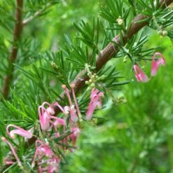 Grevillea Pink Pearl 29 Grevillea Pink Pearl -Plant Seed Store grevillea pink pearl close stem apo