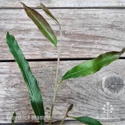 Grevillea Raptor -Plant Seed Store grevillea raptor 2