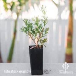 Grevillea Red Wings 19 Grevillea Red Wings -Plant Seed Store grevillea red wings tube