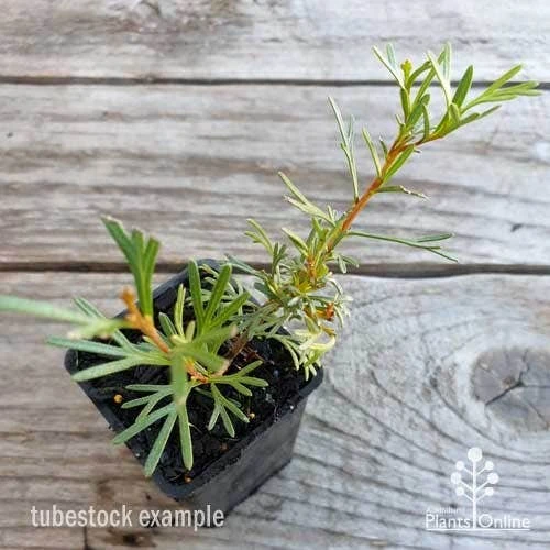 Grevillea Red Wings 2 Grevillea Red Wings - Image 2