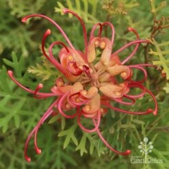 Grevillea Soopa Doopa 13 Grevillea Soopa Doopa -Plant Seed Store grevillea soopa doopa end view