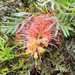 Grevillea Strawberry Sundae -Plant Seed Store grevillea strawberry sundae 1