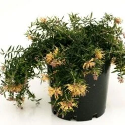Grevillea Sunkissed 8 Grevillea Sunkissed -Plant Seed Store grevillea sunkissed 500