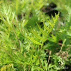 Grevillea Superb 13 Grevillea Superb -Plant Seed Store grevillea superb leaf