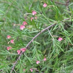 Grevillea Liliane 12 Grevillea Liliane -Plant Seed Store grevillea lilliane stem