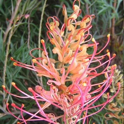 Grevillea Superb 1 Grevillea Superb