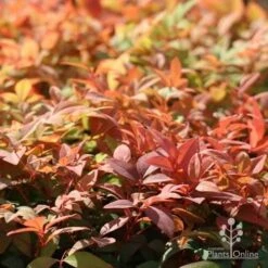 Nandina Gulf Stream 14 Nandina Gulf Stream -Plant Seed Store gulf stream autumn