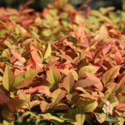 Nandina Gulf Stream 15 Nandina Gulf Stream -Plant Seed Store gulf stream colour