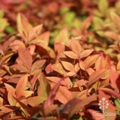 Nandina Gulf Stream 19 Nandina Gulf Stream -Plant Seed Store gulf stream foliage