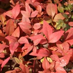 Nandina Gulf Stream 17 Nandina Gulf Stream -Plant Seed Store gulfstream foliage