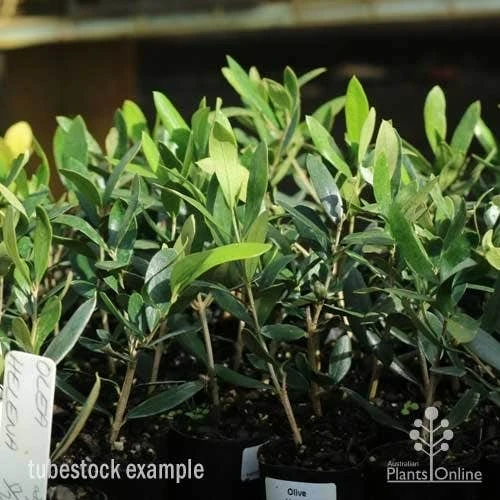 Olive Helena 1 Olive Helena