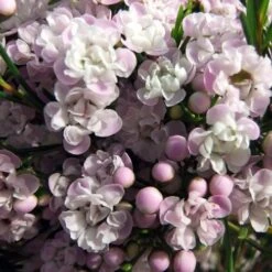 Chamelaucium Dancing Queen - Waxflower 12 Chamelaucium Dancing Queen - Waxflower -Plant Seed Store helix dancing queen