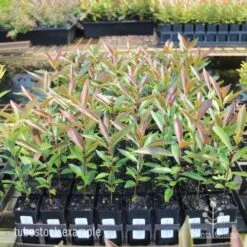 Acmena Hemilampra - Blush Satinash 25 Acmena Hemilampra - Blush Satinash -Plant Seed Store hemilampra tubestocks