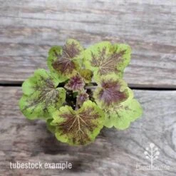Heucherella Solar Eclipse - Foamy Bells 22 Heucherella Solar Eclipse - Foamy Bells -Plant Seed Store heuchera solar eclipse 1