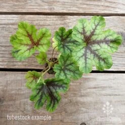 Heucherella Tapestry - Foamy Bells 15 Heucherella Tapestry - Foamy Bells -Plant Seed Store heucherella tapestry 1