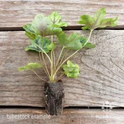 Heucherella Tapestry - Foamy Bells 23 Heucherella Tapestry - Foamy Bells -Plant Seed Store heucherella tapestry 2 edited