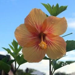 Hibiscus Popsicle -Plant Seed Store hibiscus popsicle backlit