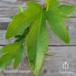 Hibiscus Popsicle -Plant Seed Store hibiscus popsicle leaf 1