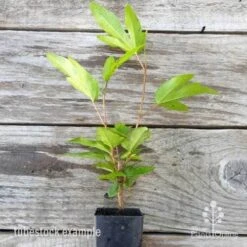 Hibiscus Popsicle -Plant Seed Store hibiscus popsicle tube 500 1