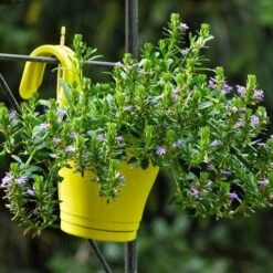 Scaevola Purple Fanfare - Fan Flower 13 Scaevola Purple Fanfare - Fan Flower -Plant Seed Store hook planter scaevola