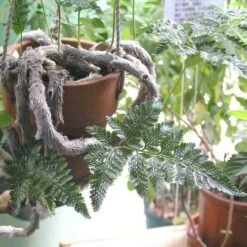 Humata - Rabbit's Foot Fern 19 Humata - Rabbit's Foot Fern -Plant Seed Store humata tyermanni flickr nhq 500