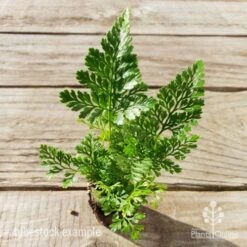 Humata - Rabbit's Foot Fern 26 Humata - Rabbit's Foot Fern -Plant Seed Store humata white foot tube top