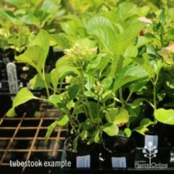 Hydrangea White 8 Hydrangea White -Plant Seed Store hydrangea amethyst tube 6