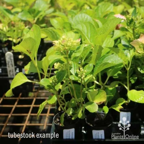 Hydrangea White 4 Hydrangea White - Image 4