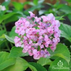 Hydrangea Ayesha -Plant Seed Store hydrangea ayesha lilac