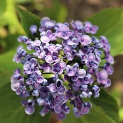 Hydrangea Ayesha -Plant Seed Store hydrangea ayesha lilac 1