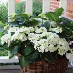Hydrangea White 9 Hydrangea White -Plant Seed Store hydrangea basket 1 1