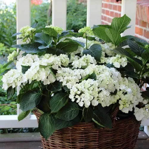 Hydrangea White 5 Hydrangea White - Image 5