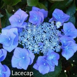 Hydrangea Assorted 14 Hydrangea Assorted -Plant Seed Store hydrangea lacecap 1