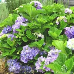 Hydrangea Assorted 12 Hydrangea Assorted -Plant Seed Store hydrangea macrophilla