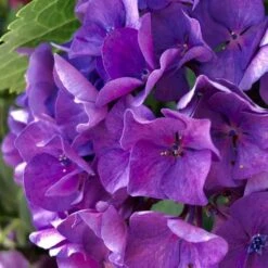 Hydrangea President R Touchard 10 Hydrangea President R Touchard -Plant Seed Store hydrangea touchard close 1