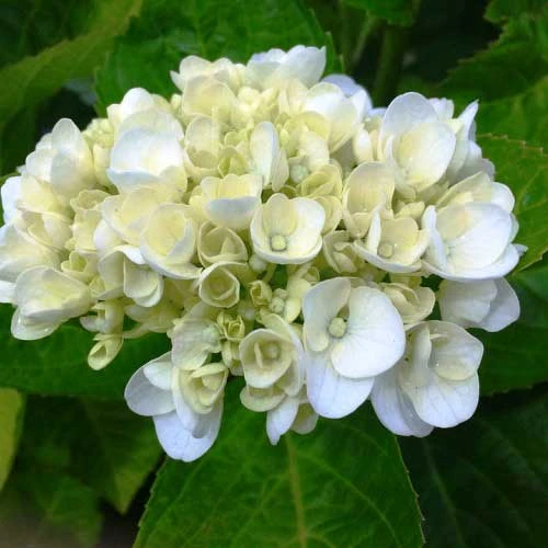 Hydrangea White 1 Hydrangea White
