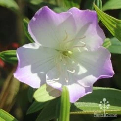 Tibouchina Illusion 24 Tibouchina Illusion -Plant Seed Store illusion tubouchina fully open