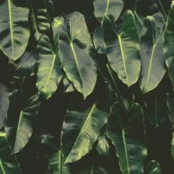 Philodendron Imbe -Plant Seed Store imbe wall