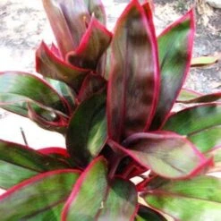 Cordyline Fruticosa John Klass Red -Plant Seed Store jkr 500