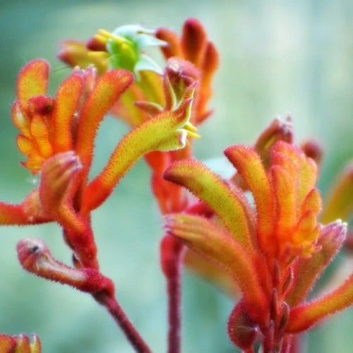 Australian Wildflower Kangaroo Paw - Seed 4 Australian Wildflower Kangaroo Paw - Seed - Image 4