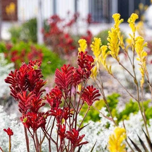 Australian Wildflower Kangaroo Paw - Seed 3 Australian Wildflower Kangaroo Paw - Seed - Image 3