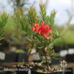 Grevillea Knockout -Plant Seed Store knockout grevillea tubestock