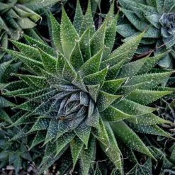Aloe Aristata - Lace Aloe - Succulent -Plant Seed Store lace aloe cluster
