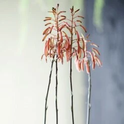 Aloe Aristata - Lace Aloe - Succulent -Plant Seed Store lace aloe flowers floradania