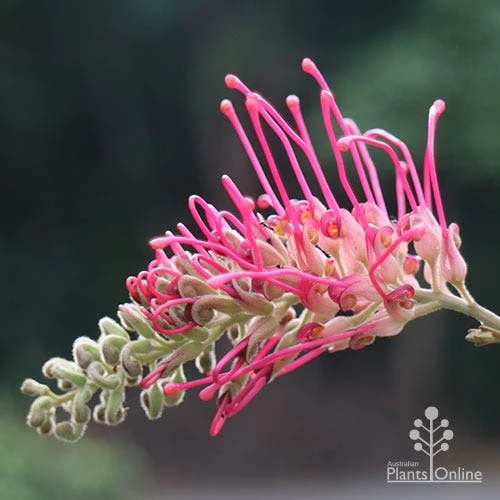 Grevillea Lana Maree 1 Grevillea Lana Maree