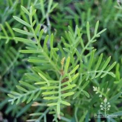 Grevillea Lana Maree 22 Grevillea Lana Maree -Plant Seed Store lana maree foliage