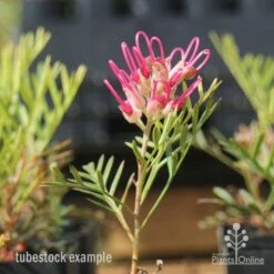 Grevillea Lana Maree 21 Grevillea Lana Maree -Plant Seed Store lana maree img 5947