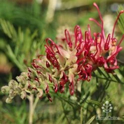 Grevillea Lana Maree 17 Grevillea Lana Maree -Plant Seed Store lana maree opening 1