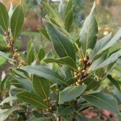 Laurus Nobilis - Bay Tree -Plant Seed Store laurel bay tree 500 1