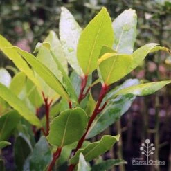 Laurus Nobilis - Bay Tree -Plant Seed Store laurus bay tree red stem